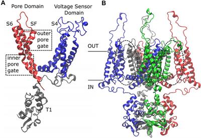 Exploring Kv1.2 Channel Inactivation Through MD Simulations and Network Analysis